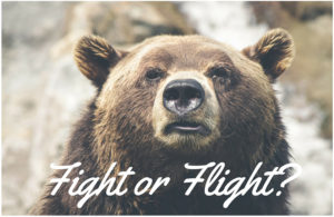bear-fight-or-flight-cropped